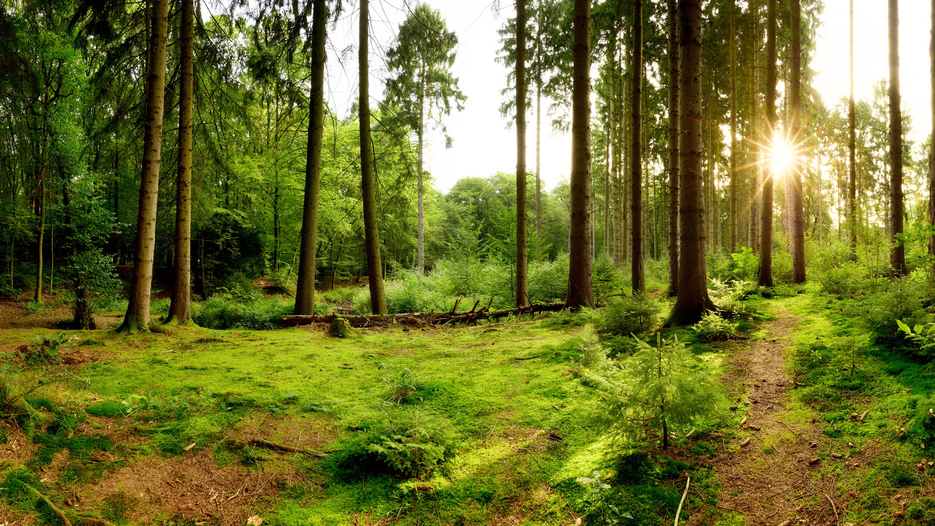 Lesy České republiky plánují přijmout dvě stě zaměstnanců